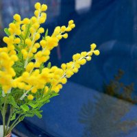 искусственная мимоза :: Юрий Гайворонскiий