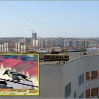 Место фотоохоты :: Сеня Белгородский