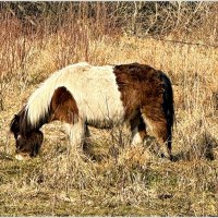 Интересная лошадка. :: Валерия Комова