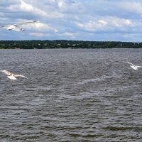 Чайки над водой :: Лариса С.
