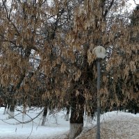 *** :: Валентина Береснева