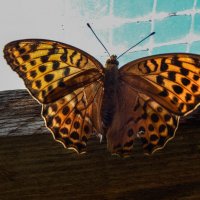 Летняя гостья :: Александр Ковальчук