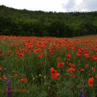 Природа Крыма :: Изумительная Космея