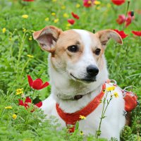 собака на прогулке 2026 :: Владислав Воровский 