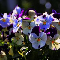 Анютиных глазок чудесный набор ! :: Татьян@ Ивановна