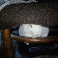 Белка :: Сергей Кочнев