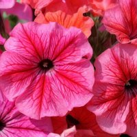 цветы :: МАРИЯ ПОПОВА