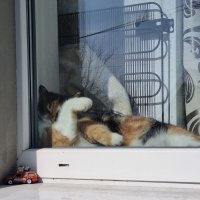 Послеобеденный отдых :: Наталья 