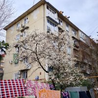 Цветение алычи. Март :: Tata Wolf