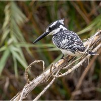 Mалый пегий зимородок (лат. Ceryle rudis). :: Александр Григорьев