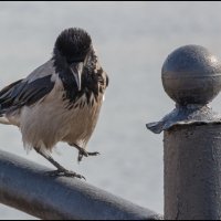 А я иду, шагаю, по Москве. :: Михаил Кобзев