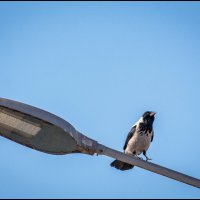 Фонарийный :: Михаил Кобзев