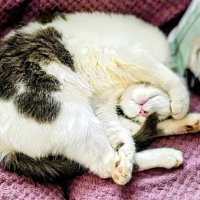 Сон. :: Михаил Столяров