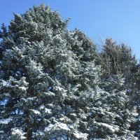 Снежные ели :: Елена Сухорученкова