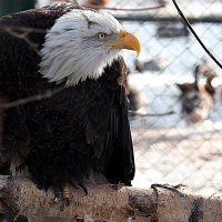 редкие птицы :: Олег Лукьянов