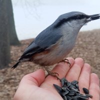 Поползень :: Сапсан 