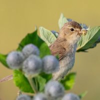 Камышовка :: Владимир Лазарев