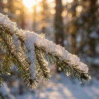 Еловая веточка в снегу в контровом солнечном освещении :: Лилия 