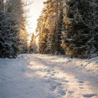 Заснеженная дорожка в солнечном свете :: Лилия 
