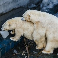 Белый :: SanSan 