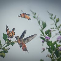 Колибри и бабочки: битва за нектар! :: Svetlana Galvez