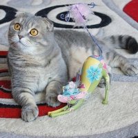 Тарас с гламурной кошечкой :: Галина Нестратова