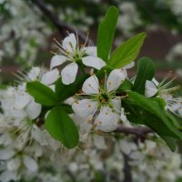 май :: Елена Шаламова