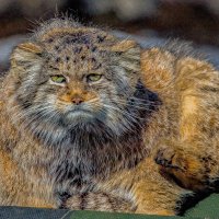 МАНУЛ :: Аркадий Лаптенко