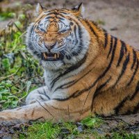 уйди, не раздражай! :: Аркадий Лаптенко