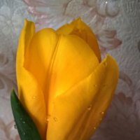 Тюльпан :: Елена Семигина