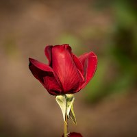 Роза :: Игорь Сикорский Роза :: Игорь Сикорский