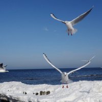 Чайки на море :: Рита Симонова