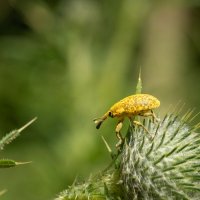 Про долгоносика... :: Николай Гирш