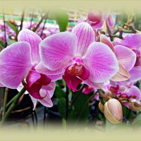 Фаленопсисы. :: Валерия Комова