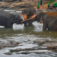 Шри-Ланка. Из жизни слоников... Сообразили на троих... :: Александр Беляков