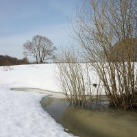 Весна идёт :: Сергей Курников Весна идёт :: Сергей Курников