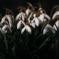 Вестники весны :: Игорь Шевченко