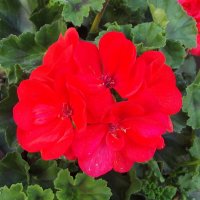 Герань :: Freddy 97