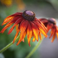 Красивая парочка рудбекий. :: Лилия *