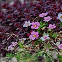 Весне дорогу... :: Николай Саржанов Весне дорогу... :: Николай Саржанов