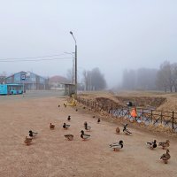 Утки ждут, когда им чего-нибудь дадут :-) :: Лия ☼