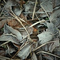 зимние сны :: Андрей Литов