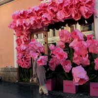 Гигантские тюльпаны на Рождественке. :: Татьяна Помогалова