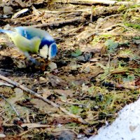 Еще один подснежник - лазоревка :: Александр Чеботарь Еще один подснежник - лазоревка :: Александр Чеботарь
