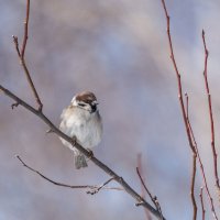 *** :: Виктор Иванович Чернюк