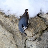 Поползень - житель горы Церковка :: Татьяна Лютаева