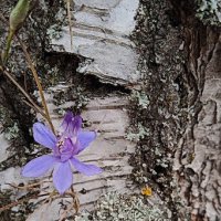 зарисовка :: Елена Шаламова