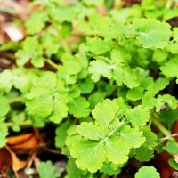 Весна :: Юрий Гайворонскiий