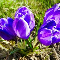 Крокусы на городской клумбе. :: Милешкин Владимир Алексеевич 