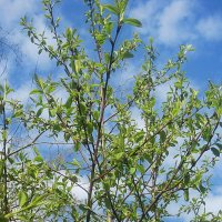 Весна :: Елена Семигина